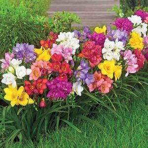 2left.  freesia plants